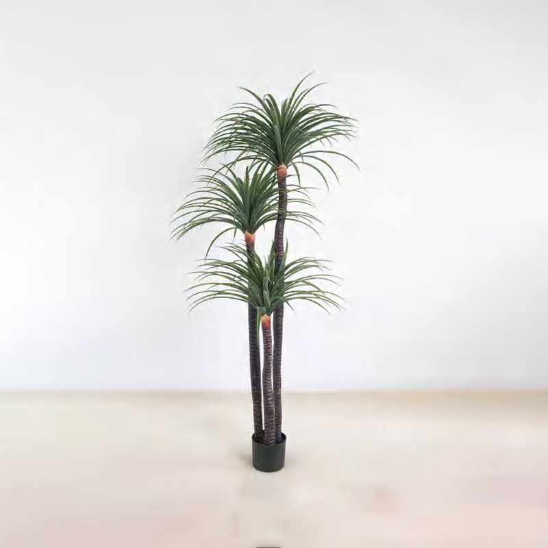 Dracaena draco B