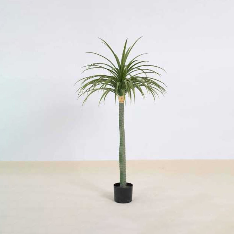 Dracaena draco C