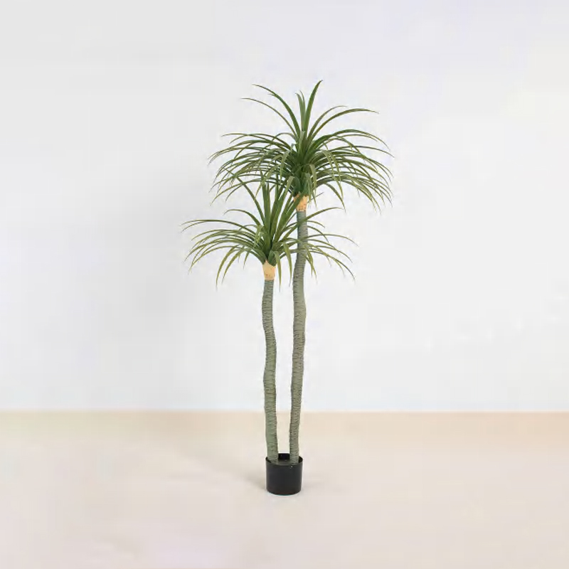 Dracaena draco C
