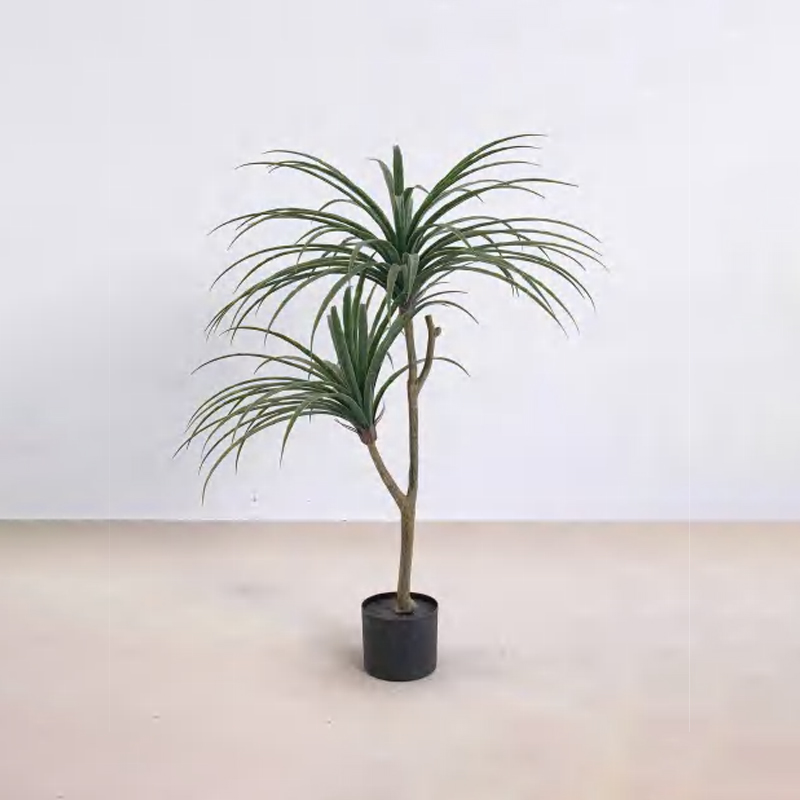 Dracaena draco D