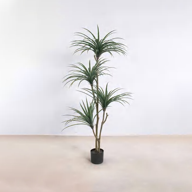 Dracaena draco D