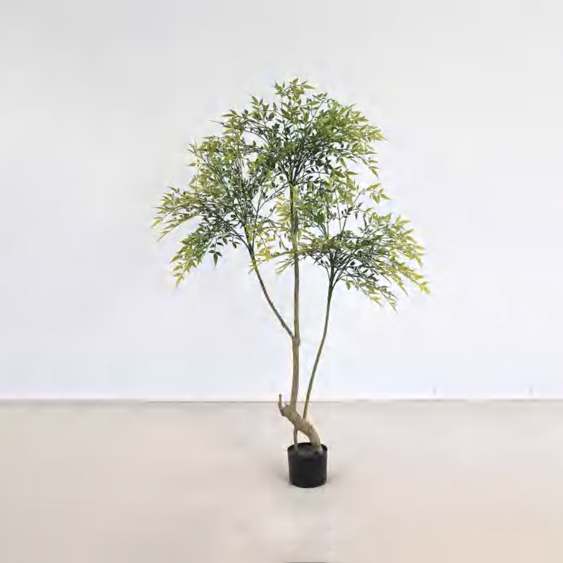 Nandina domestica A