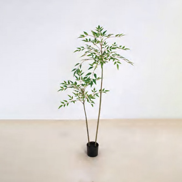 Nandina domestica C