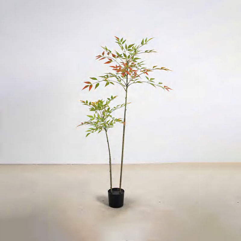 Nandina domestica D