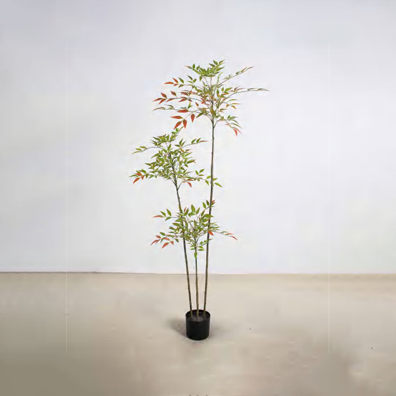 Nandina domestica D