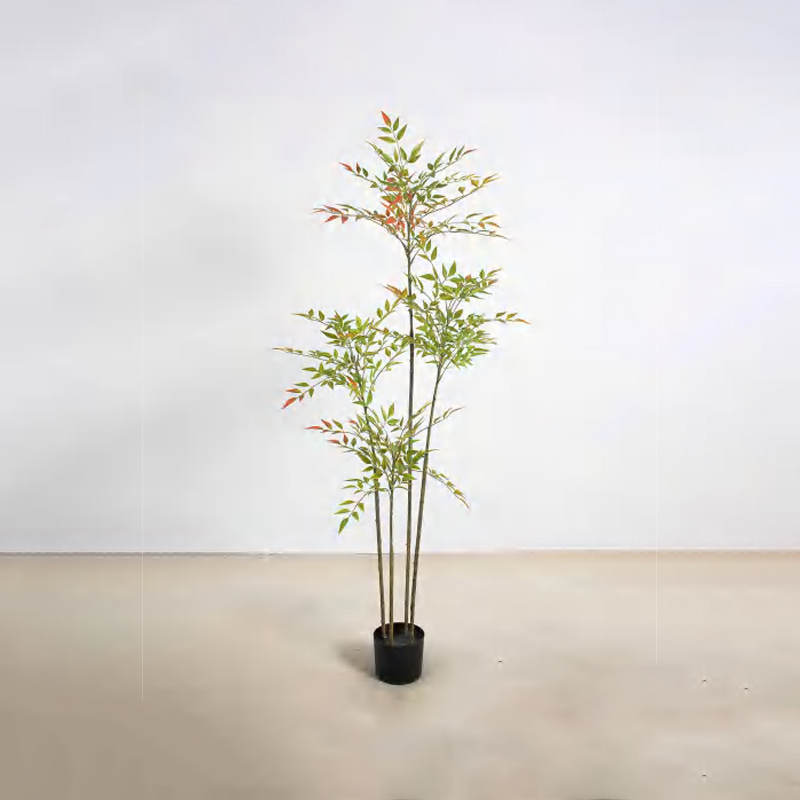 Nandina domestica D