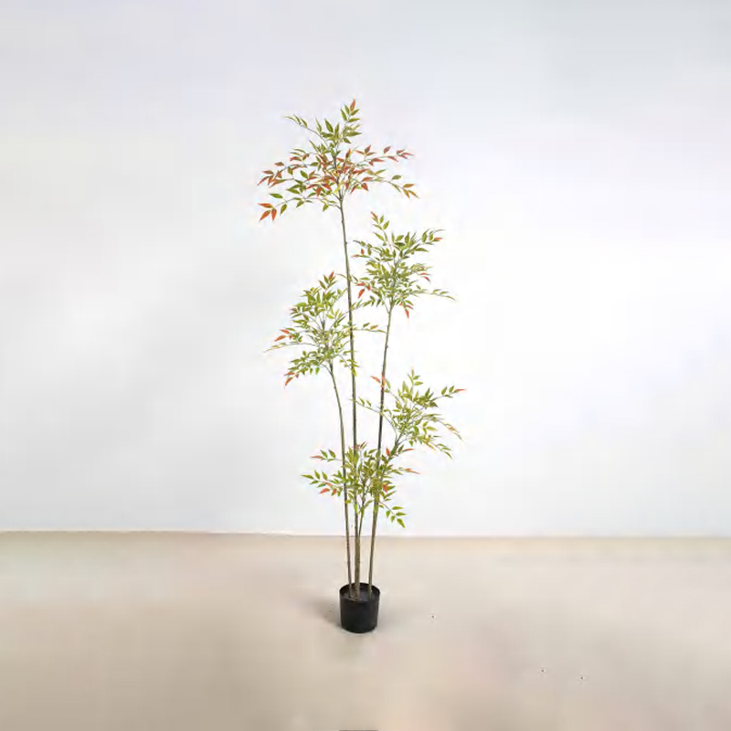Nandina domestica D