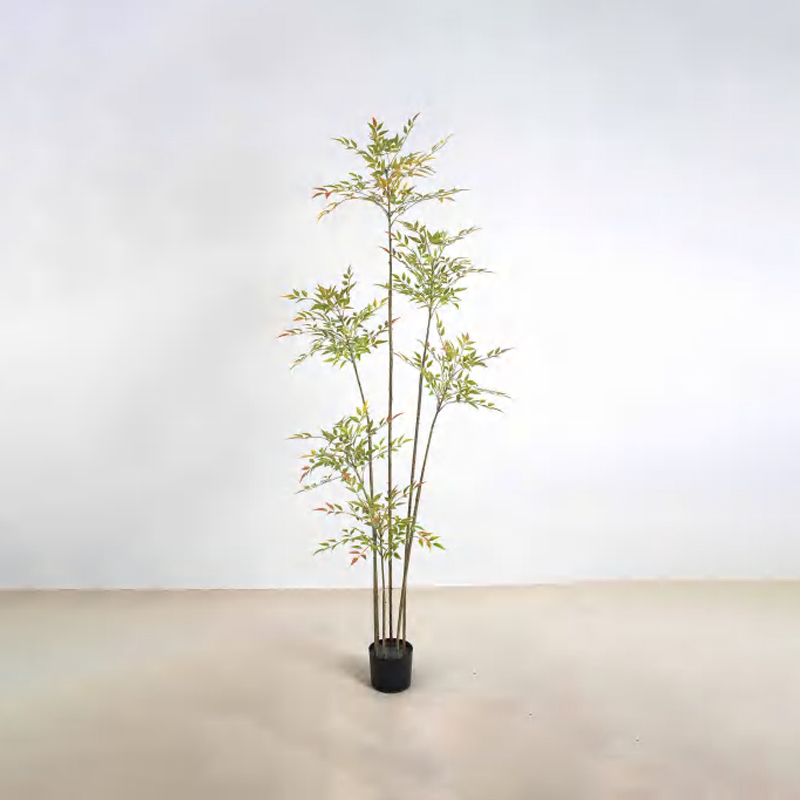 Nandina domestica D