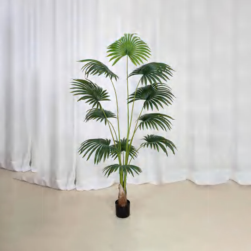 Livistona chinensis