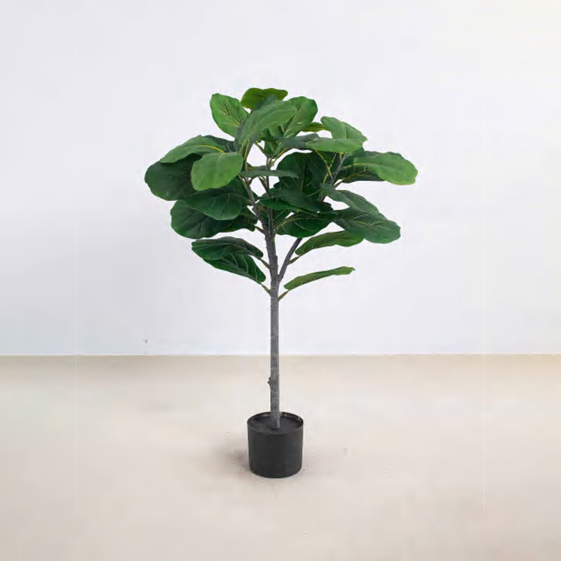 Ficus lyrata A