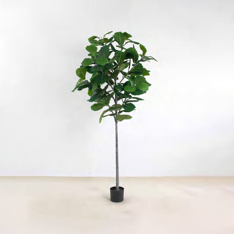 Ficus lyrata A