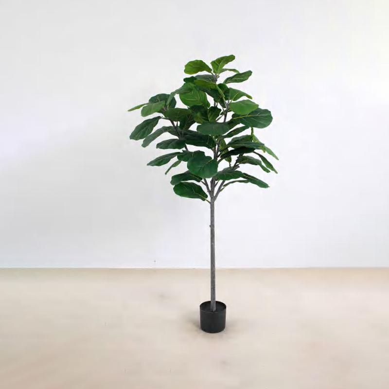 Ficus lyrata A