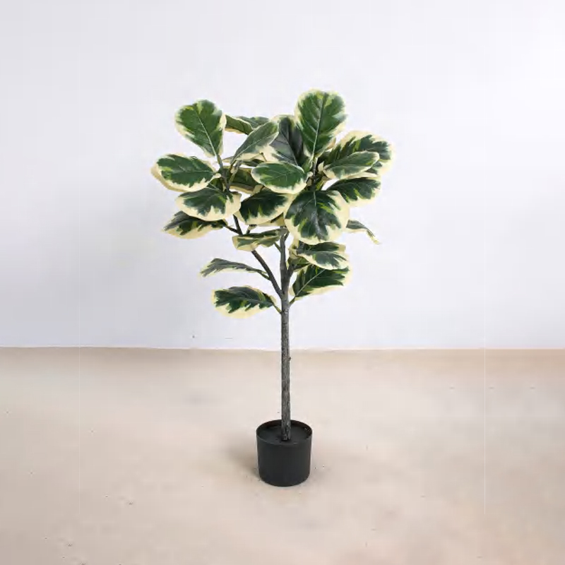 Ficus lyrata B