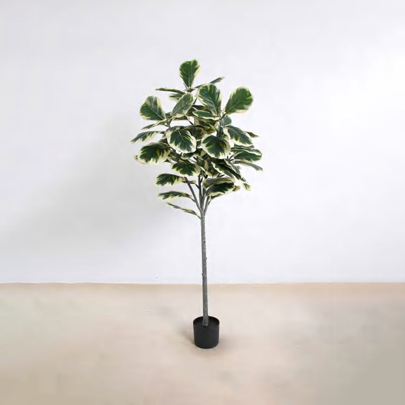 Ficus lyrata B