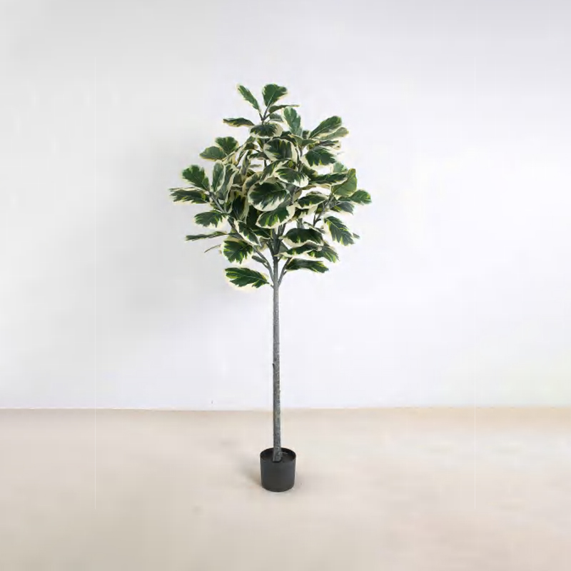 Ficus lyrata B