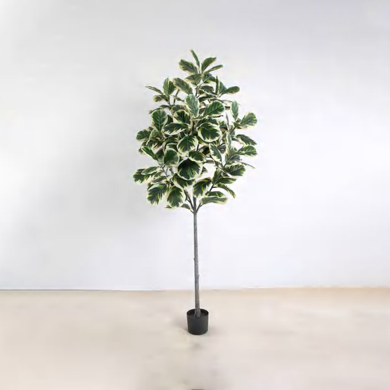 Ficus lyrata B