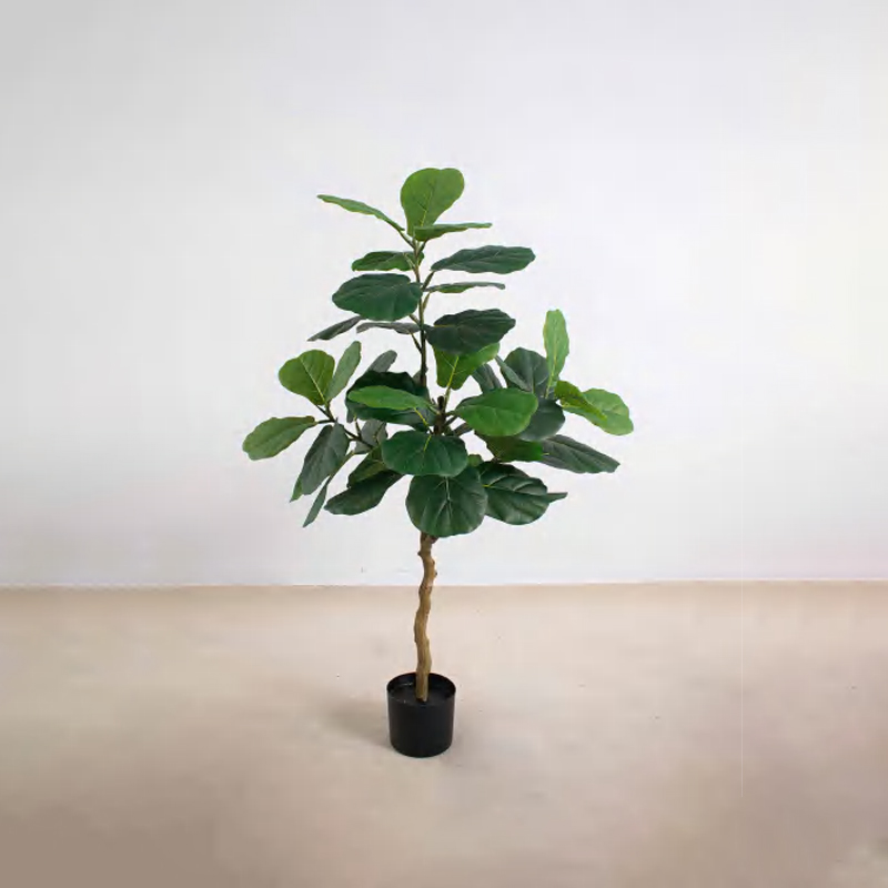 Ficus lyrata C