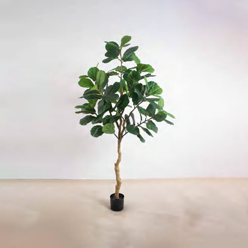 Ficus lyrata C