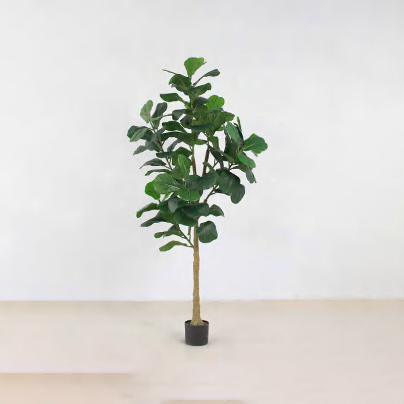 Ficus lyrata C