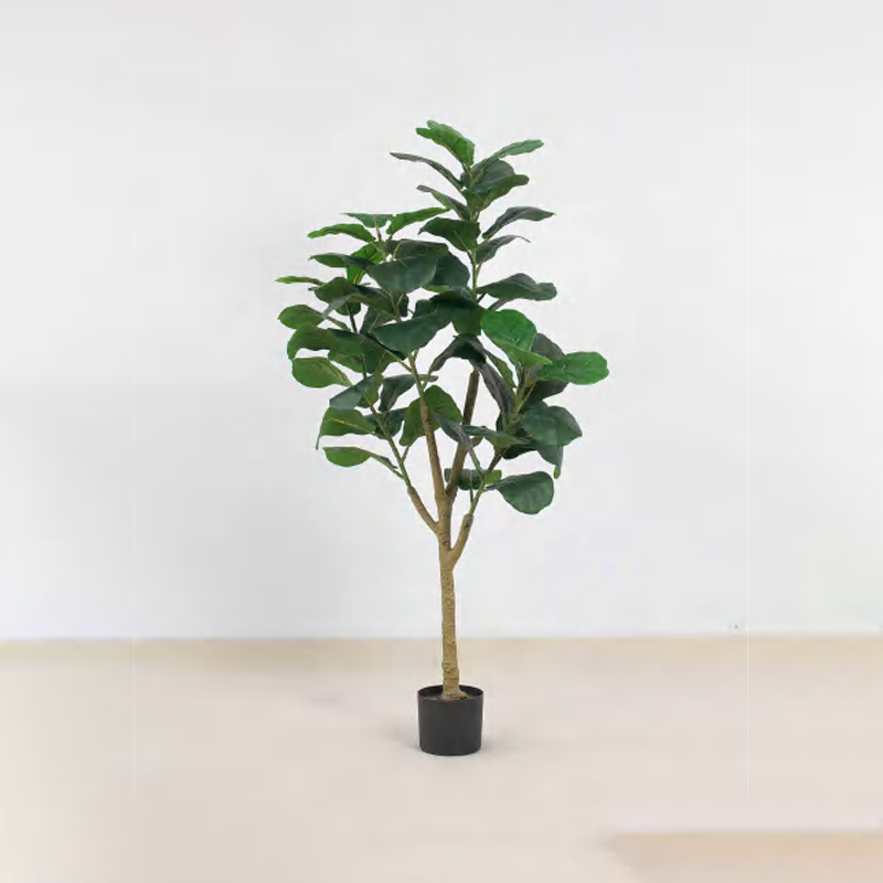 Ficus lyrata C