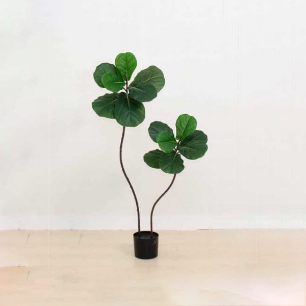 Ficus lyrata D