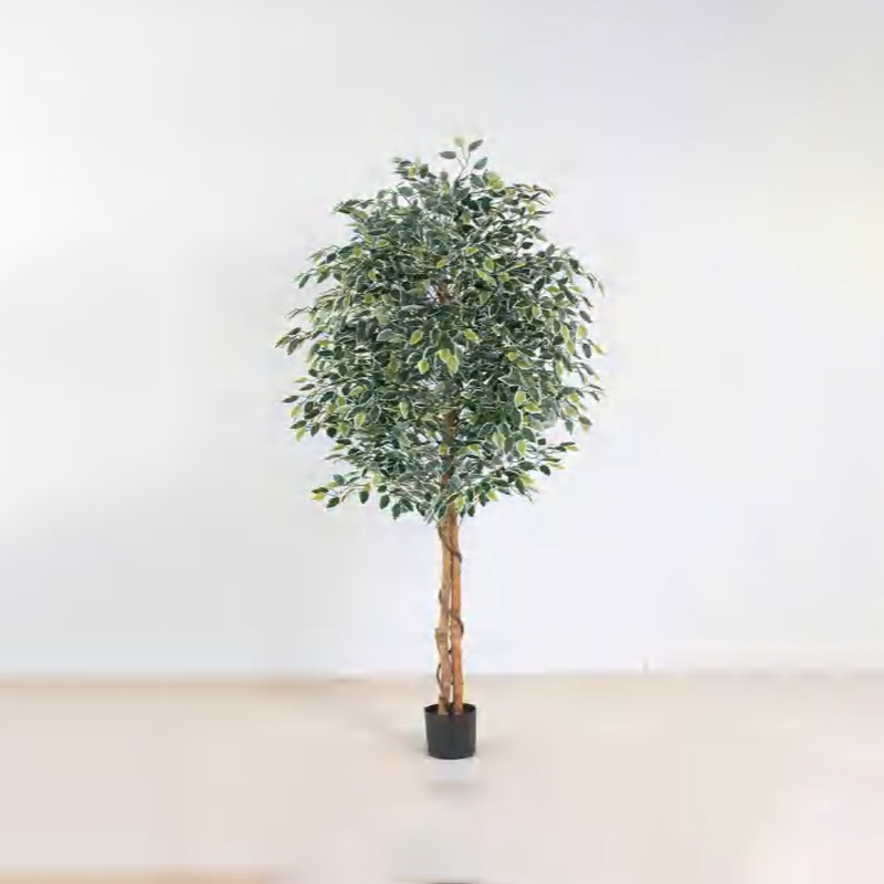 Ficus microcarpa A