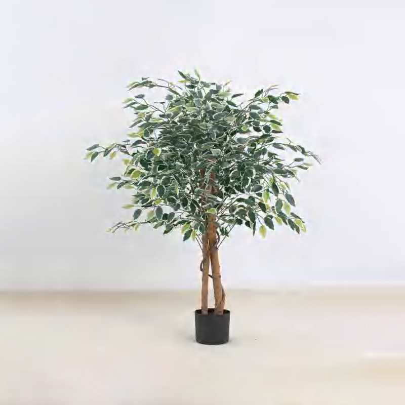 Ficus microcarpa A