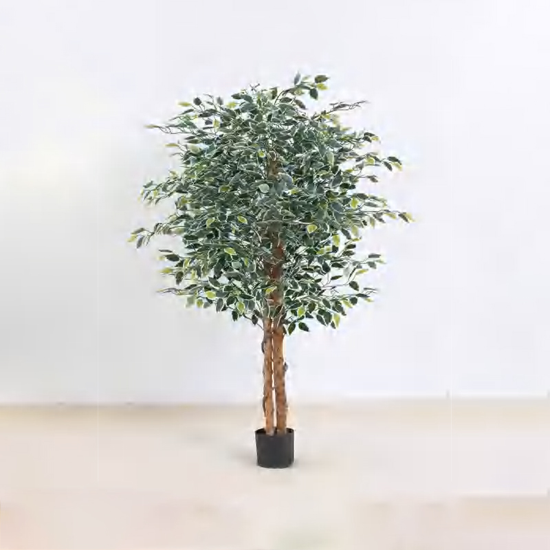 Ficus microcarpa A