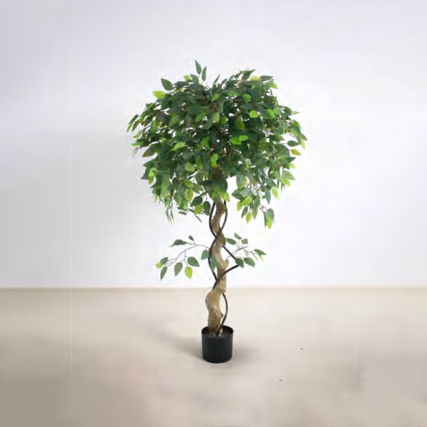 Ficus microcarpa C