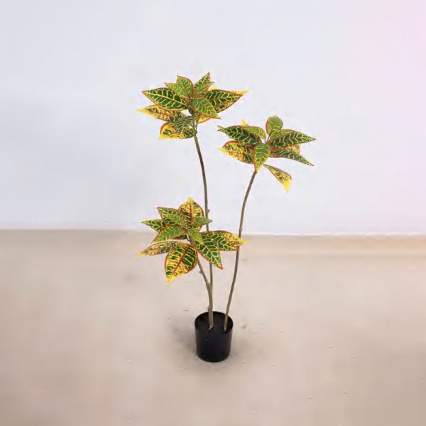 Codiaeum variegatum 