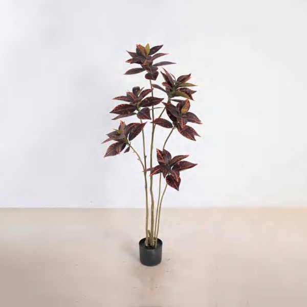 Codiaeum variegatum 
