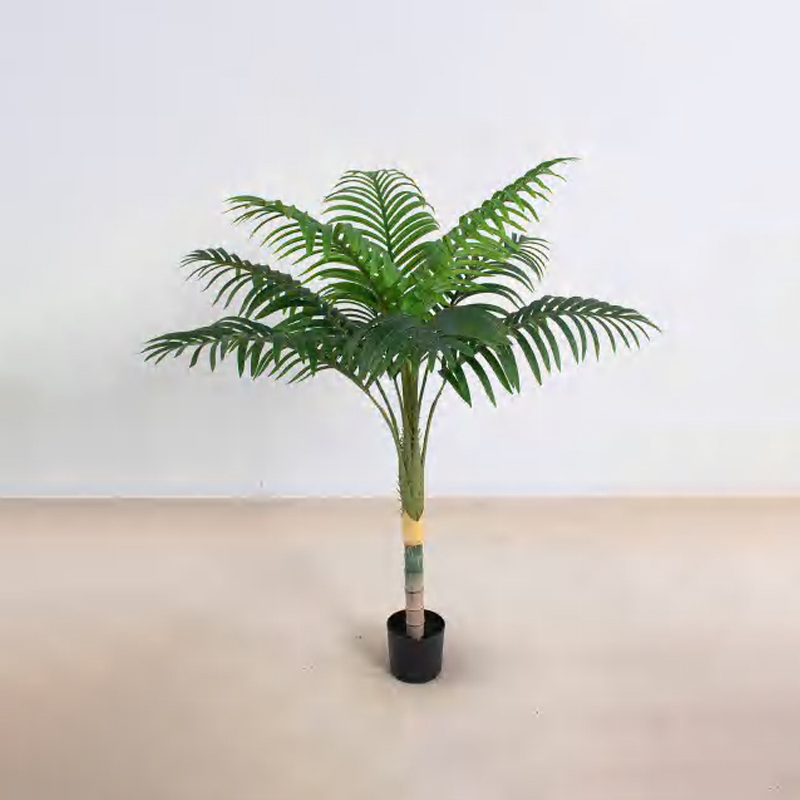 Areca triandra B