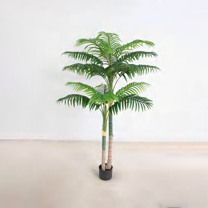 Areca triandra B