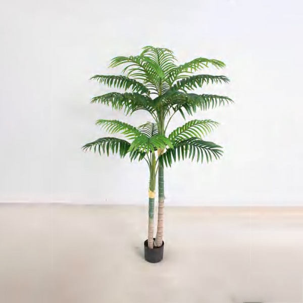 Areca triandra B
