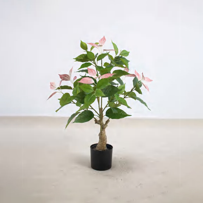 Bougainvillea glabra A