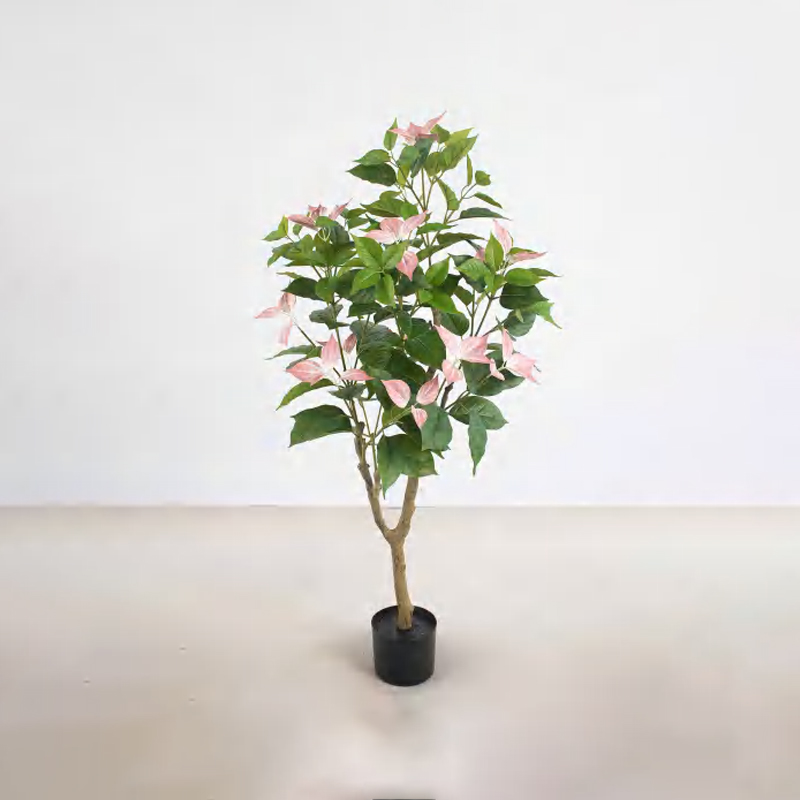Bougainvillea glabra A