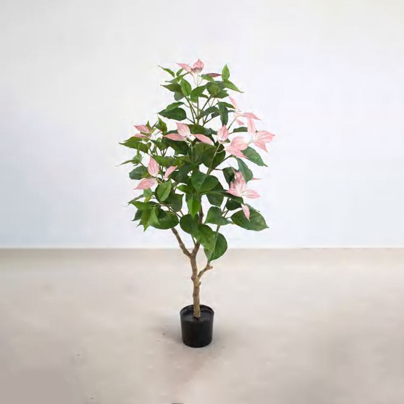 Bougainvillea glabra A