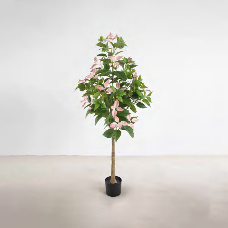 Bougainvillea glabra A