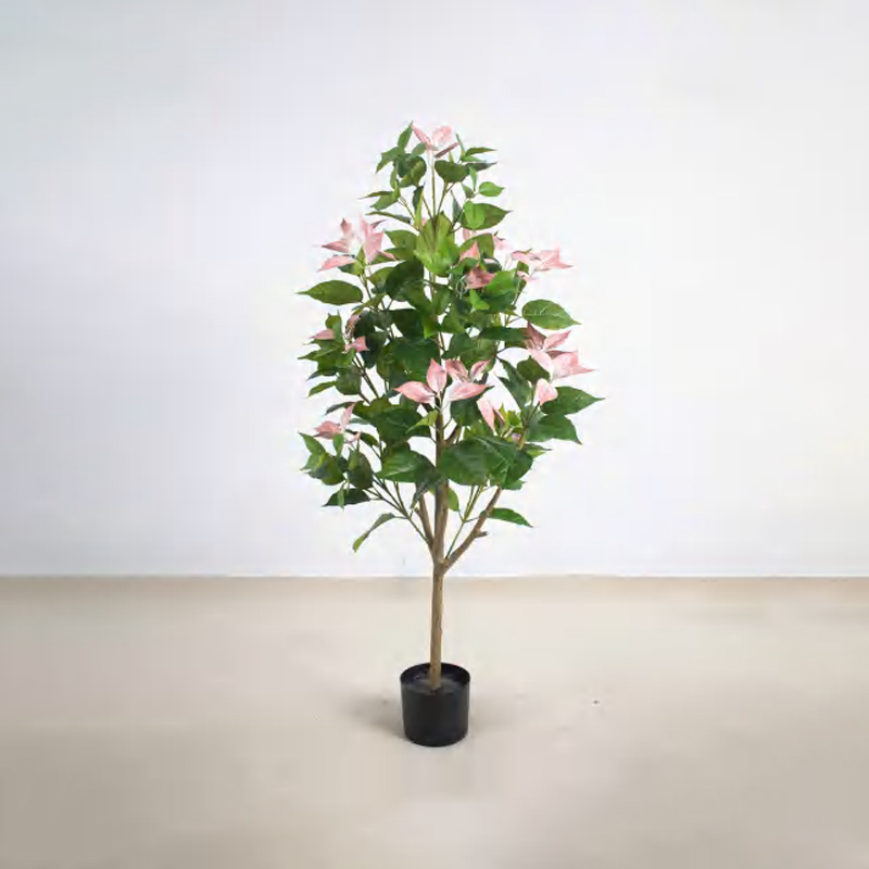 Bougainvillea glabra B