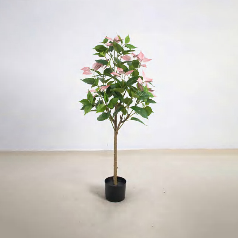 Bougainvillea glabra B