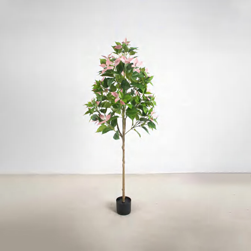 Bougainvillea glabra B
