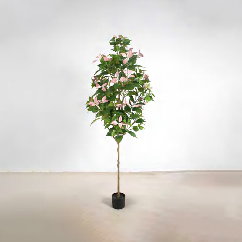 Bougainvillea glabra B
