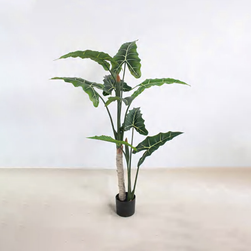 Alocasia 'Sarian' A
