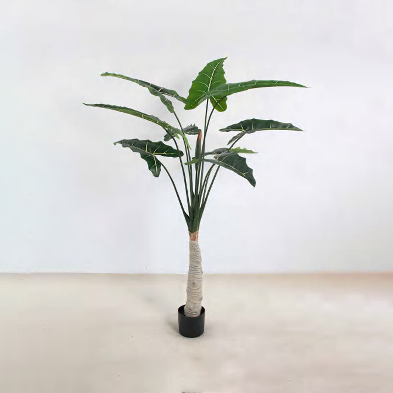 Alocasia 'Sarian' A