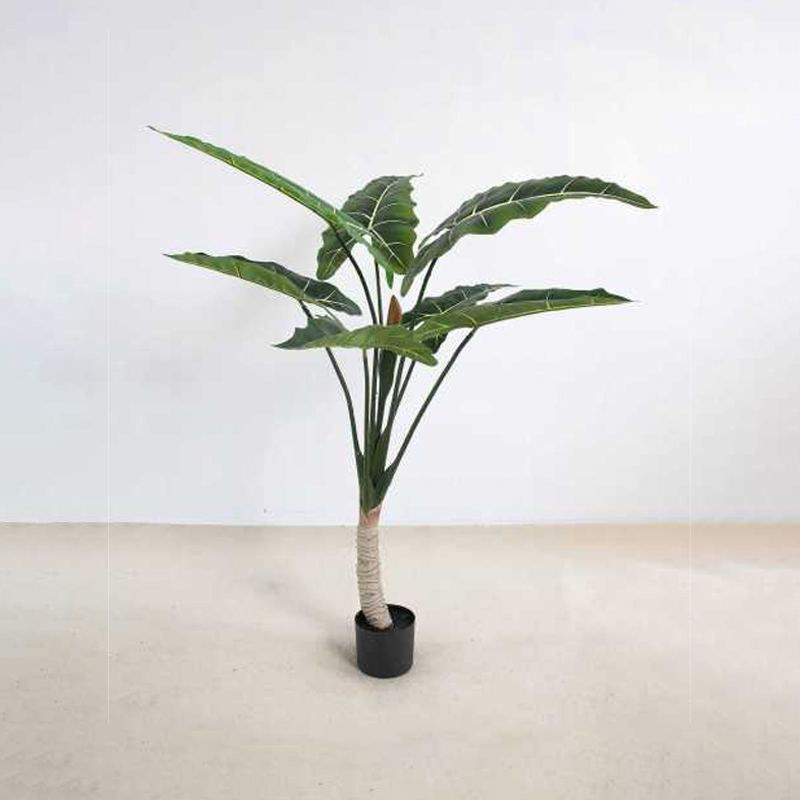 Alocasia 'Sarian' A