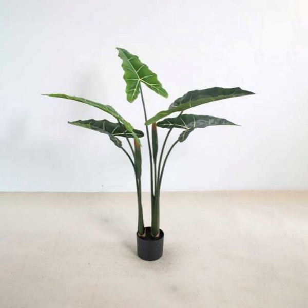 Alocasia 