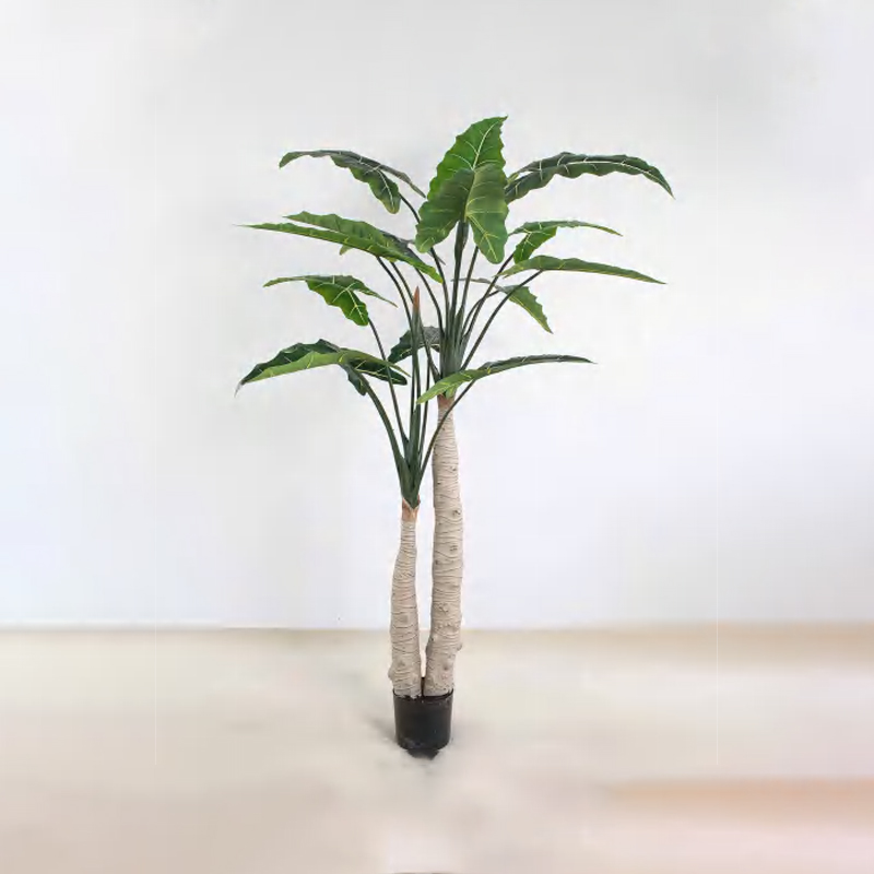 Alocasia 'Sarian' A