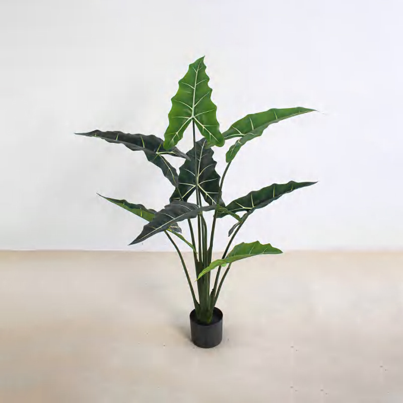 Alocasia 'Sarian' B