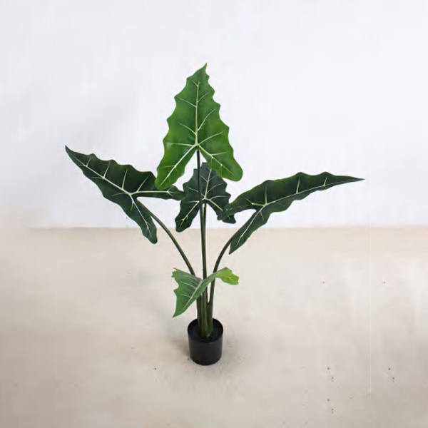 Alocasia 