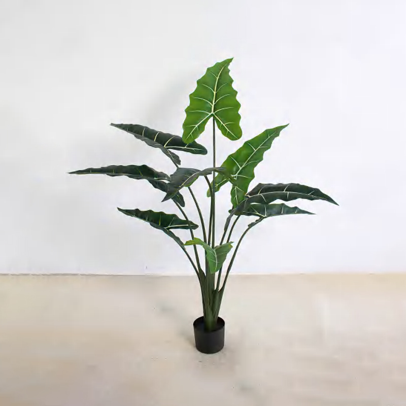Alocasia 'Sarian' B
